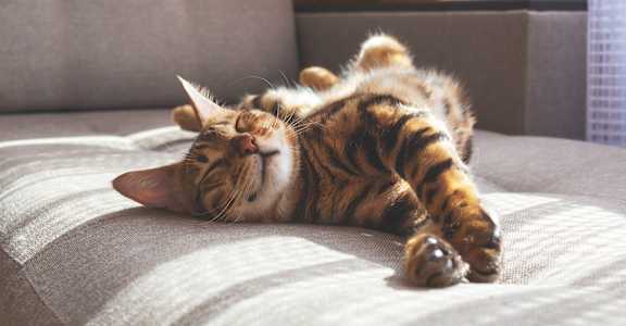 A cat is lying on its back on a couch.