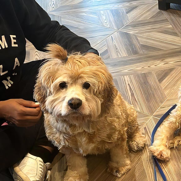 Broadstone Upper Westside Pets Dogs