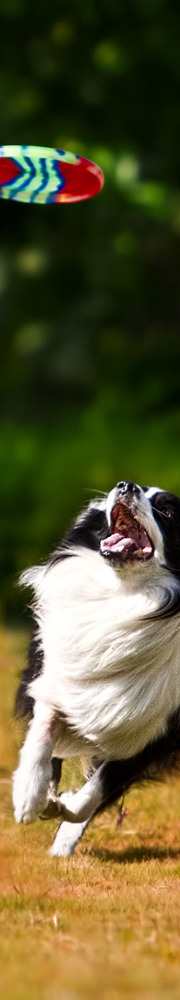 dog in park