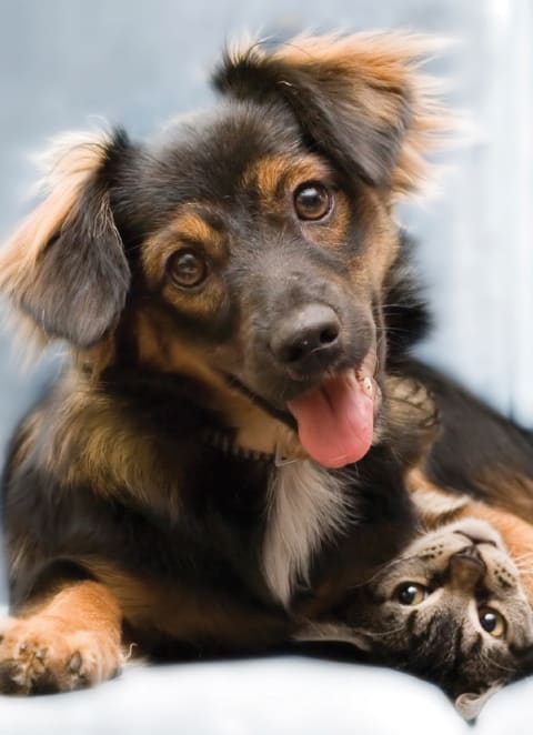 Pet Friendly at Capitol Crossing, Austin, TX