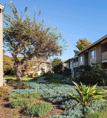 Green landscaping, at Patterson Place Apartments, Towbes, Santa Barbara, 93111