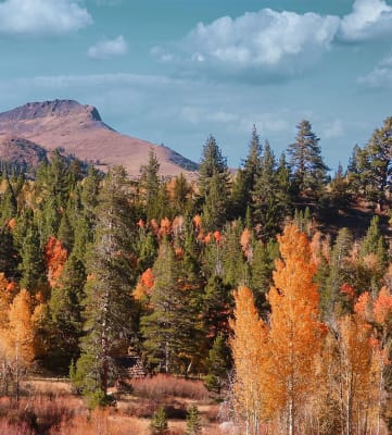 View of fall tree colors and mountains