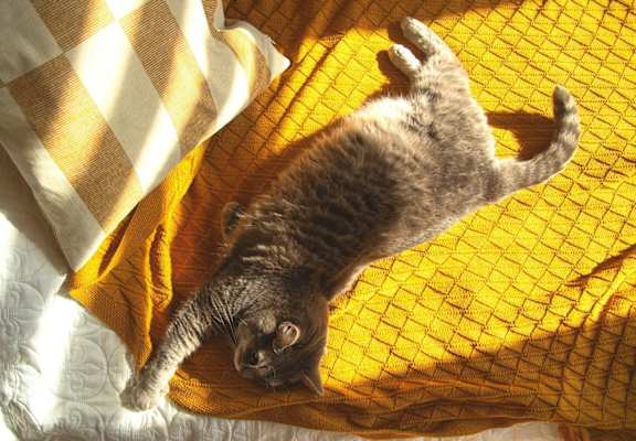 cat stretching out on yellow blanket at TOWNSHIP Apartments, Oregon