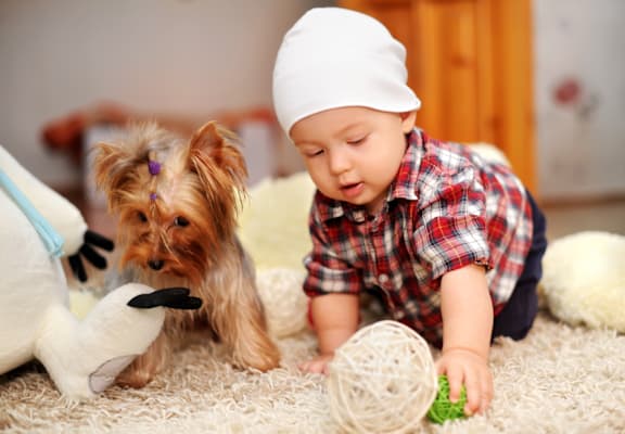 Toddler and dog playing on carpet