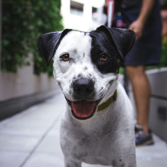 a black and white dog sitting on the sidewalk