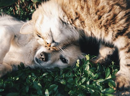 A dog and a cat are lying down together in the grass.
