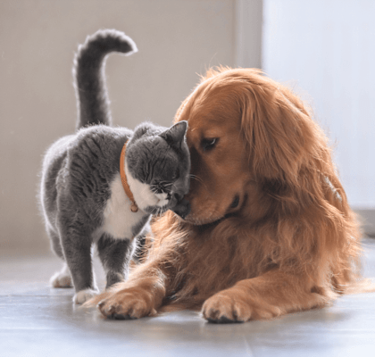 pet-friendly apartments
