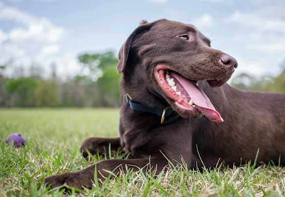 Pet Friendly Apartments in Greenville, NC