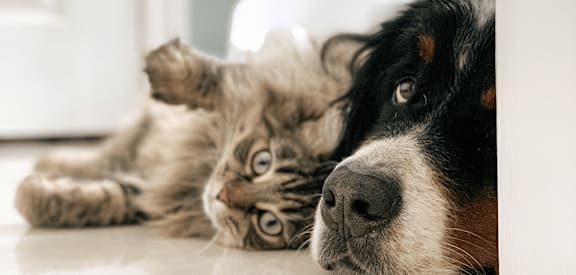 a dog and a cat laying on the floor