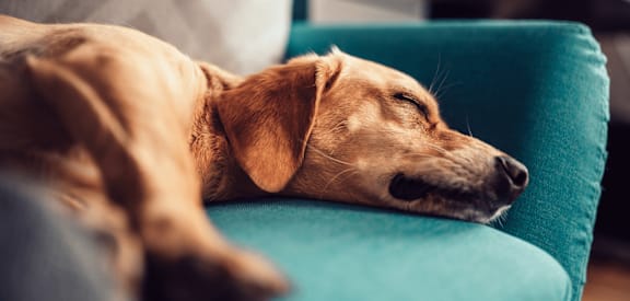 A dog is sleeping on a blue chair.