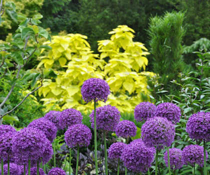 Powells Garden Federal Way, Washington Purple Flowers and Bushes