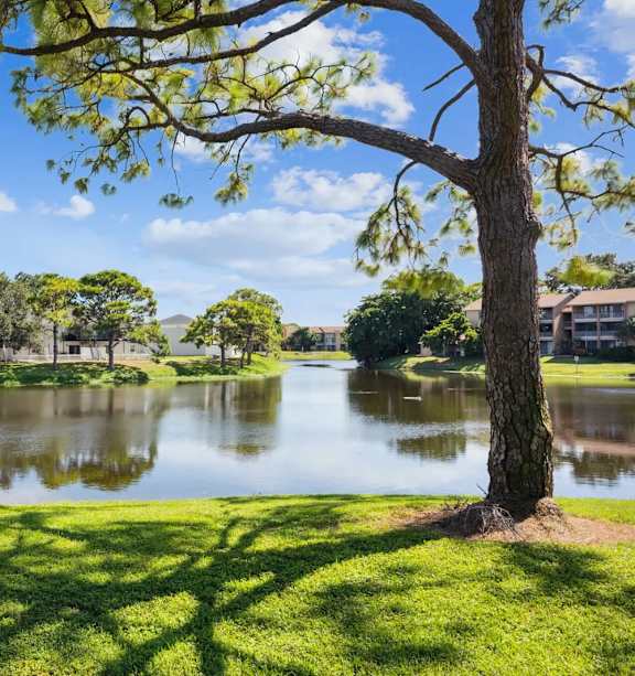 A tree stands on the grass by a lake.
