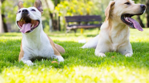 two dogs at The Forest, Rockville, MD 20851