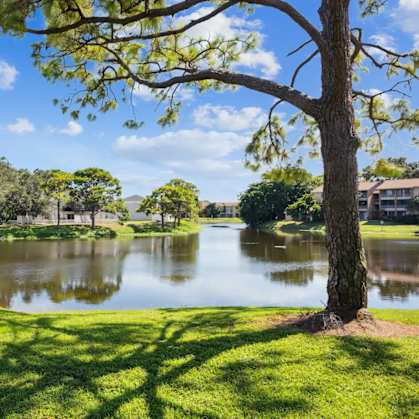 A tree stands on the grass by a lake.