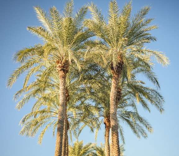 a group of palm trees against a blue sky
