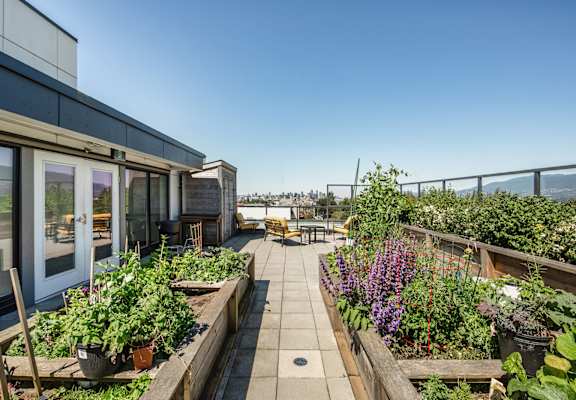 A rooftop garden with a variety of plants and flowers.