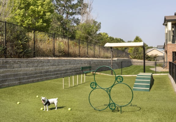 a dog is standing on a grassy area with a seesaw in the middle of it