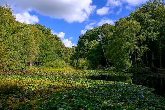A field of water lilies in the foreground with trees in the background.