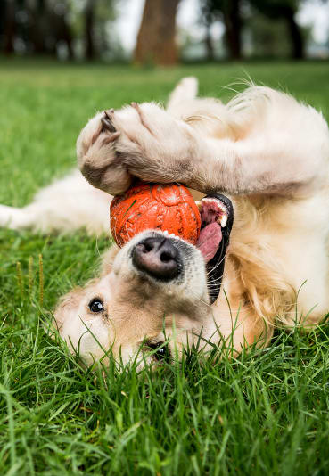 Lifestyle photo of dog playing with a ball at TOWNSHIP SHERWOOD, Sherwood, OR, 97140
