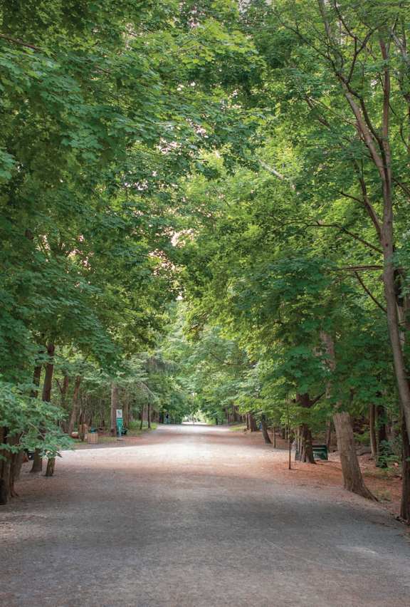 A pathway surrounded by green trees.