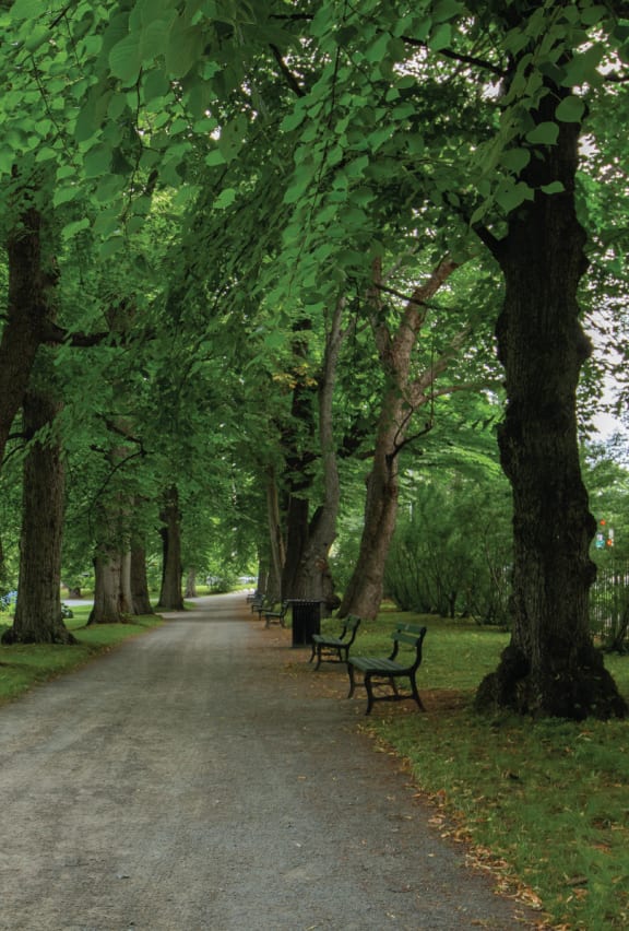 a path in a park with benches and trees