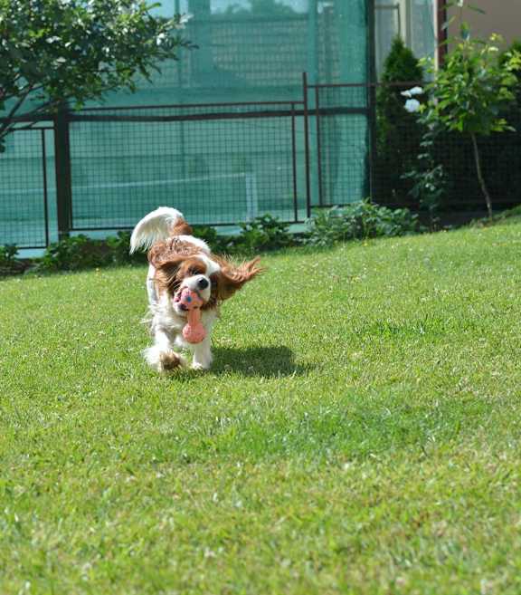 dog park at AVE Somerset