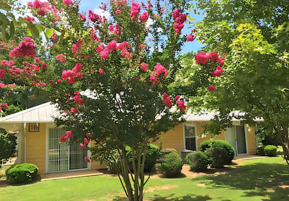 A tree with pink flowers in front of a yellow building with the number 16 on it.