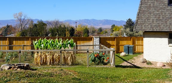 A backyard with a fence, a shed, and a garden. at Mountain Terrace Apartments , Westminster, 80031