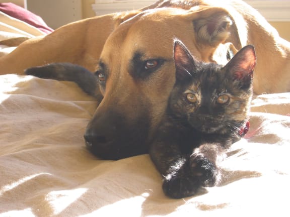 Pet friendly2 at The Retreat of Maumelle, North Little Rock, Arkansas