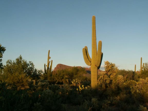 a group of saguaro cactus in the desert