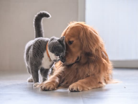Pets at Quarry Apartments and Townhomes in DeWitt, Michigan