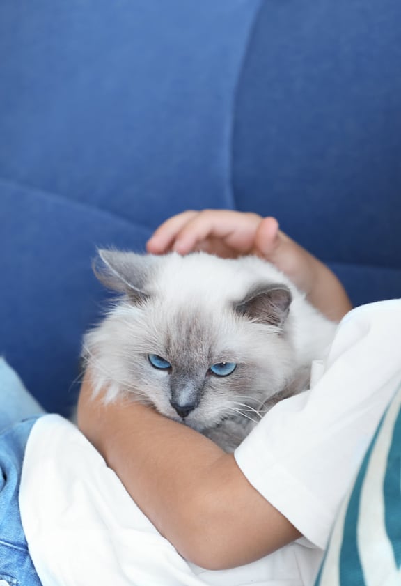 A boy is hugging a cat with blue eyes.