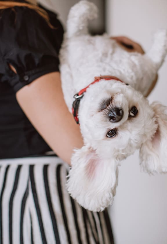 A woman holding a white dog with a red collar.