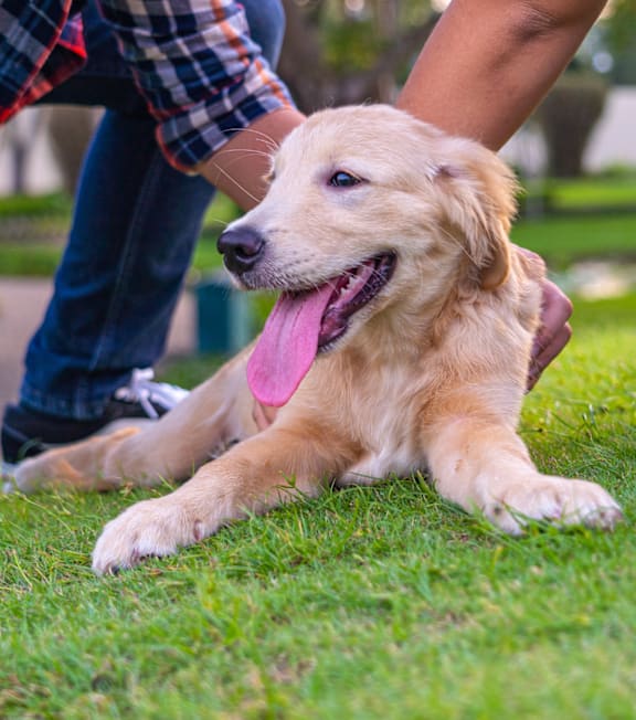 A person is petting a golden retriever on the grass.