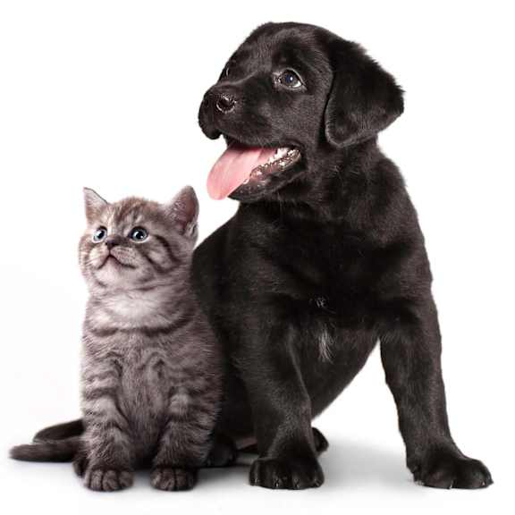 A fluffy cat and a puppy are sitting together.