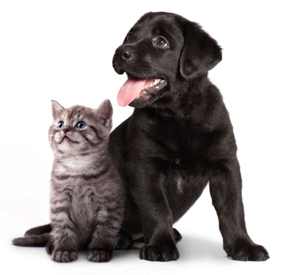 a black dog and a cat on a white background