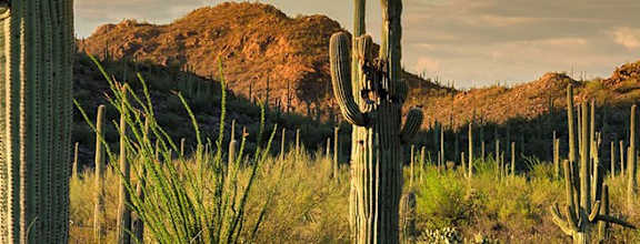 a saguaro cactus in the desert at sunset