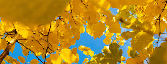 a tree with yellow leaves and a blue sky in the background