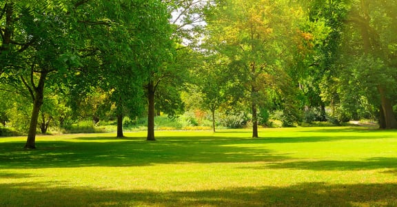 park with large grass area and trees