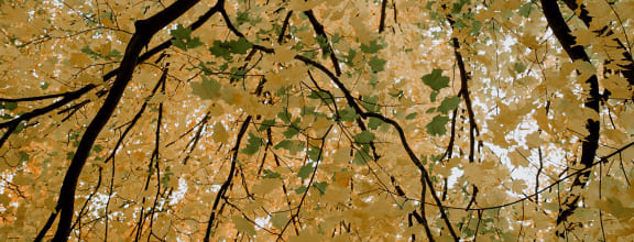 a tree with yellow and green leaves
