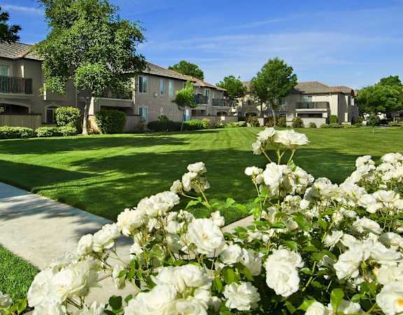 Roses in front of green grass, Le Provence at the Dominion, Fresno, California, 93720