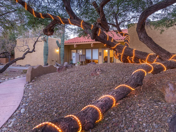 Rio Vista tree with decorative lights near entrance