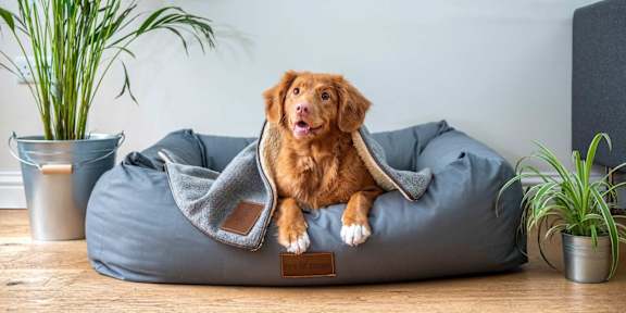 A dog is sitting on a grey dog bed. at Infinity on the Landing Apartments, Euless 76040