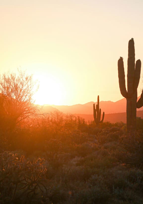 a saguaro cactus in the desert at sunset