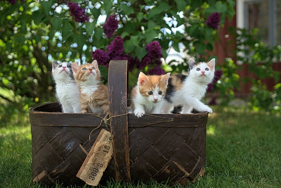 four kittens in a basket