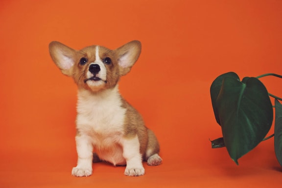 small dog with orange background