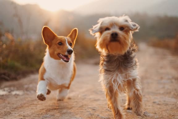 Dogs Running on Path at Sterling Park Apartments in Grove City 43123