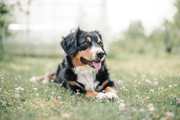 dog relaxing on grass with tongue ou