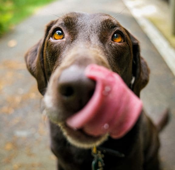 a chocolate labrador retriever with its tongue out