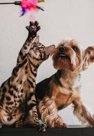 A cat and a dog are playing with a feather toy.
